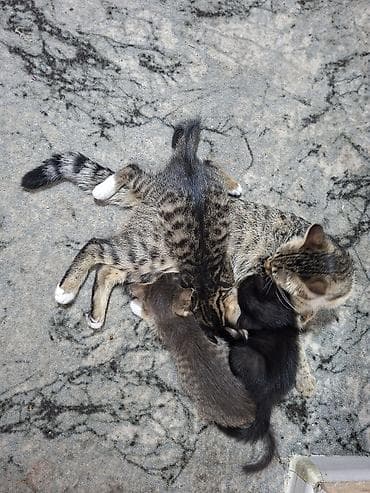 маленький кошки: Отдам даром! Могу привезти. Котята от домашней кошки. Все мальчики, 3 — 1
