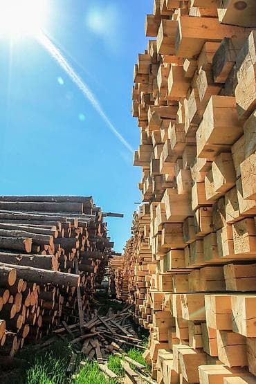 дуба: Хвоя — 1