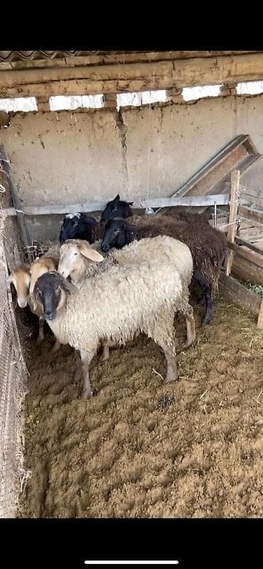Продаю | Овца (самка) | Для разведения | Матка