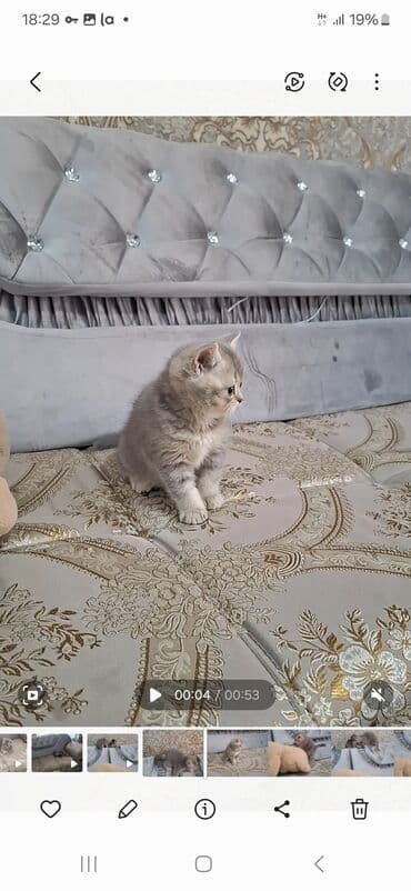 наполнители для кошек: Продаётся Котенок(мальчик) порода шотландская прямоухая! (Scottish — 6