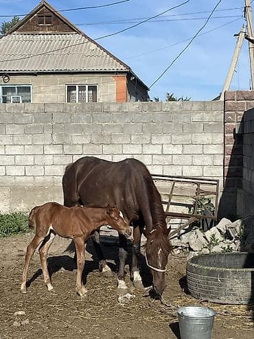продажа кукурузу: Кабыла молодая 
Возраст второй отел 
Кулун ургачы — 3