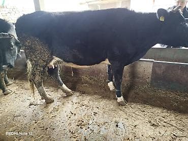 уй жаныбар: Сатам | Уй (ургаачы) | Голштин | Сүт алуу үчүн | Жасалма уруктандырылган, Байланган — 1