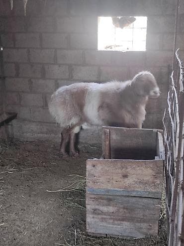 Продаю | Баран (самец) | Для разведения | Племенные