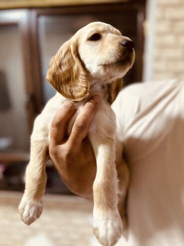 продажа собак чихуахуа: Кокер-спаниель, 2 месяца, Самец — 2