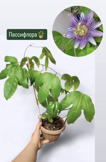 люцерна клевер: РАСПРОДАЖА 🔥🔥🔥🔥 Продаю комнатные растения, цветы . Цены Разные❗🪴 — 12