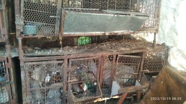 продаю связи с переездом: Клетки для кроликов кур продаю — 6