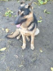 фонд помощи животным: Даром щенки 5 штук папа овчарка мама дворовая очень хорошо ловит — 7