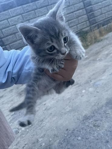 1 месяц, мальчик отдам в хорошие руки, самовывоз — 2