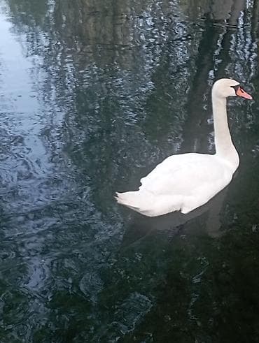 bay tash: 10 соток, Для бизнеса, Красная книга — 1