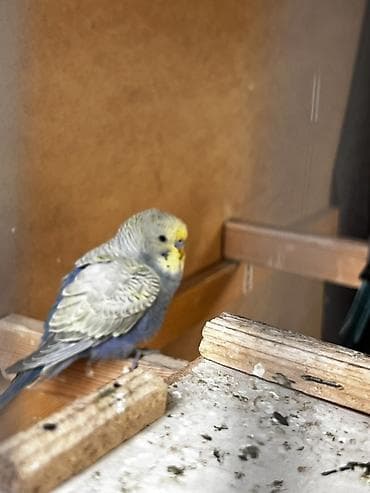 волнистые попугай: Волнистые попугаи (budgerigar) различных окрасов. Описание: - — 2