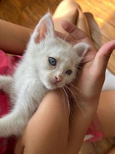 переноска для кошек: 1 месяц, Девочка, Белый — 1