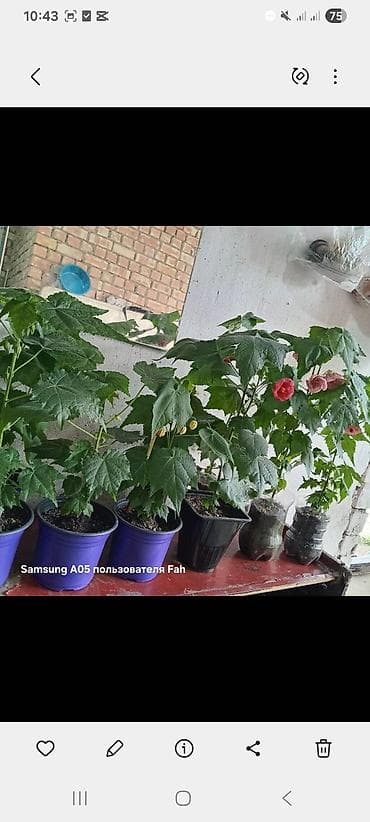 Бөлмө өсүмдүктөрү: Комнатные растения в горшках - Абутилон (комнатный клен) — несколько — 2