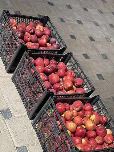 4 pot: Яблоки Превосходное, Оптом — 1