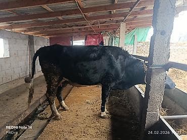 Продам с/х животных: Продаю | Бык (самец), Музоо, торпок | Полукровка | На откорм, Для разведения | Осеменитель, Искусственник — 3