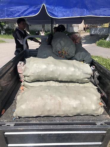 новые мешки: Морковь Оптом, В розницу — 1