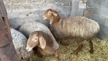 вислоухие кошки бишкек: Продаю | Баран (самец) | На забой — 2