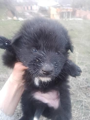 куплю собаку шпиц: Собака даром: Дворняжка, 2 месяца, Самец — 6