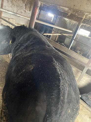 ангус ош: Продаю | Бык (самец) | Герефорд, Алатауская, Абердин-ангус | На откорм, На забой — 9