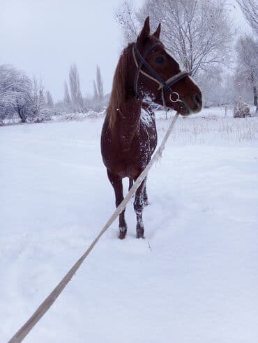 дог собака: Продаю | Конь (самец) | Конный спорт — 2