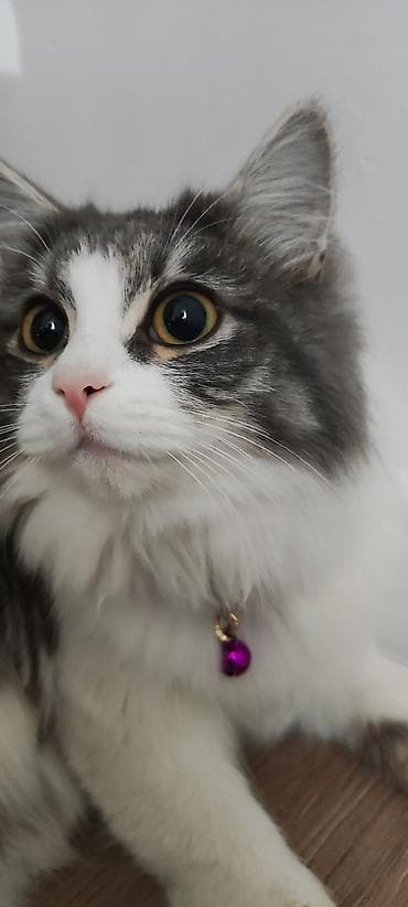 стерилизация кошки бишкек: 2 года, Девочка, С документами — 6