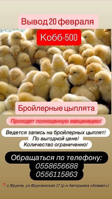 Продаю | Цыплята | КОББ 500 | На забой