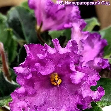 Комнатные розы: В продаже крупные детки и стартеры, взрослые сортовые фиалки, Отправка — 1