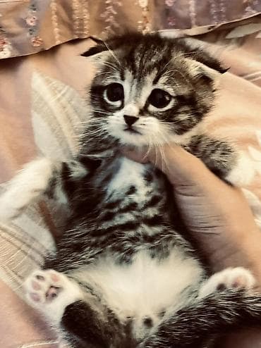 Продажа кошек: Скотиш Фолд (Шотландская вислоухая), 2 месяца, Девочка, Приучена к лотку — 4