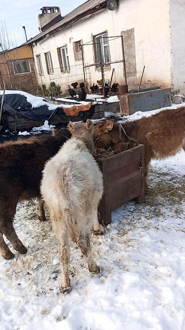 Иттер: Сатам | Кунаажын | Аргын | Бордоп семиртүү үчүн — 2