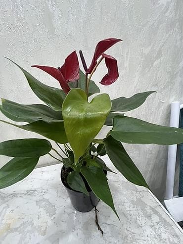 Антуриум (Anthurium) в горшке. - Декоративно-цветущее комнатное