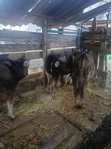 бычок симентал: Продаю | Корова (самка) | Для разведения | Привязанные — 6
