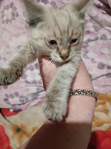 отдам даром котенка бишкек: Кошка даром: Сиамская, 1 месяц, Мальчик — 3