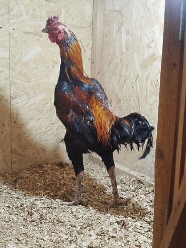 кыргыз довот ит: Сатам | Тооктор — 3