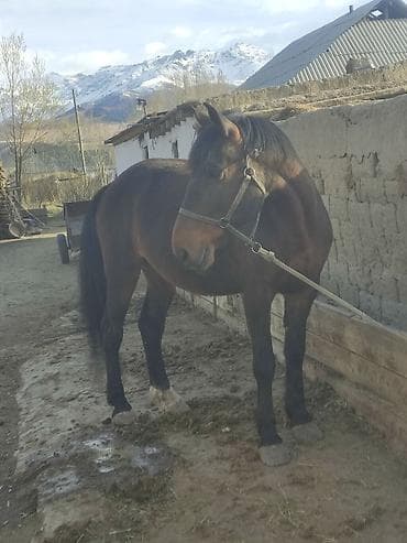 оптом бараны: Продаю | Конь (самец) | Рабочий — 8