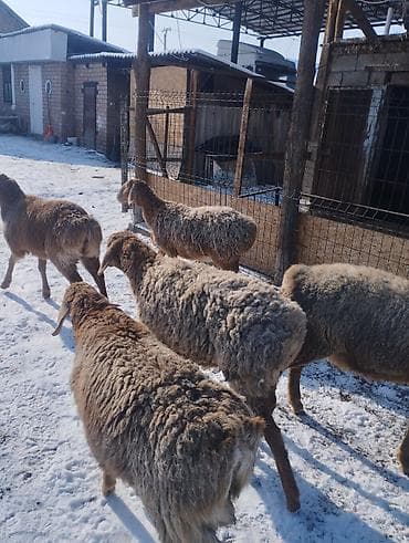 ат тай кунан: Продаю | Ягненок | Арашан | Для разведения | Матка, Ярка — 7