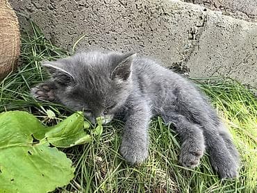 Продажа кошек: Беспородная, 2 месяца, Мальчик, Приучена к лотку — 3
