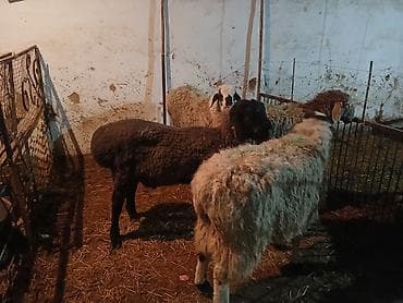 Аквариумы: Продаю | Баран (самец) | Полукровка | На забой — 1