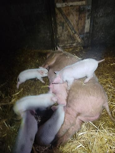 яйцо бройлер: Продаю | Поросенок | На забой — 3