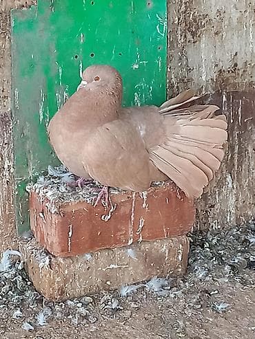 Ветеринар кызматы: Продаю жёлтого голубя павлена цена 1300 сом Декоративный голубь — 3