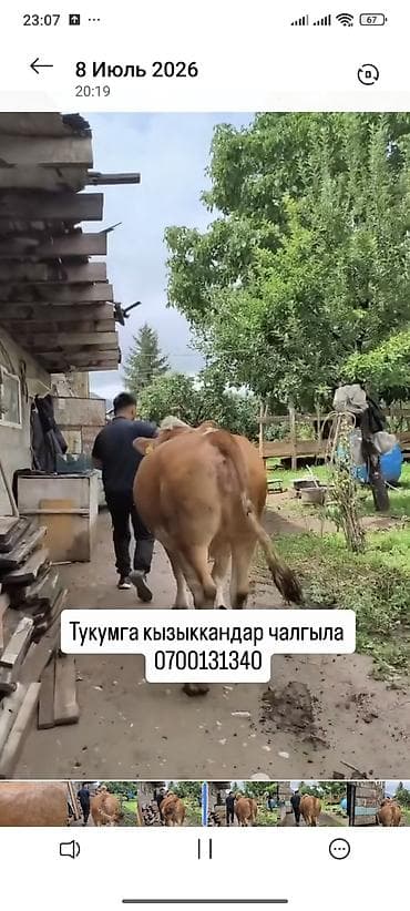 усыпление животных бишкек: Продаю | Корова (самка) | Для разведения | Племенные — 2