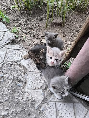 Мышыктар: Очаровательные котята, помёт из 4 малышей: - Окрас: серый с белым (два — 3