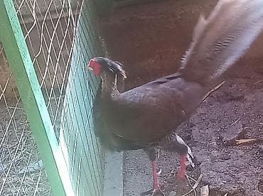 Молочные продукты и яйца: Фазаны декоративные, несколько особей - окрасы: светлые (белые — 5