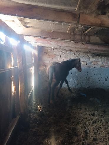 Ветеринар кызматы: Сатам | Тай | Союуга — 4