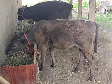 улака ат: Продаю | Тёлка, Музоо, торпок | Алатауская | Для разведения — 8