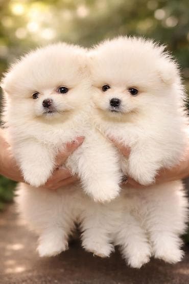 шпица: Шпиц, 1 месяц, Самец, С прививкой — 1