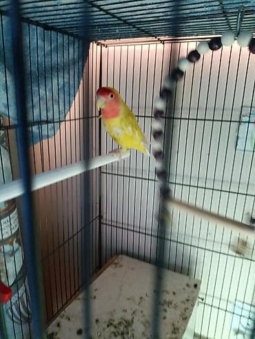 сколько стоят говорящие попугаи: Продам парочку неразлучников за 5.900 сом без клетки торг есть., очень — 1