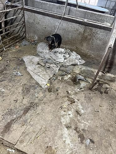 акустические системы panasonic колонка в виде собак: Ягтарьер — 2