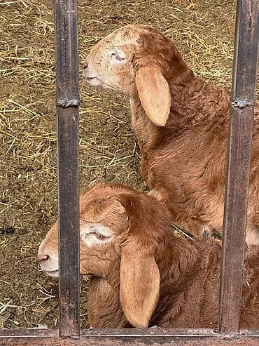 Продаю | Козлёнок | На забой