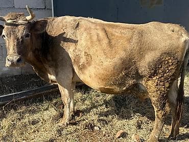 куплю корову: Продаю | Корова (самка) — 1