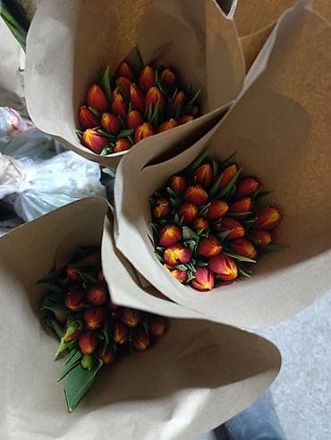 цветок молочай: Букеты из тюльпанов в крафтовой упаковке.за 1 штуку свежие с грядки — 8