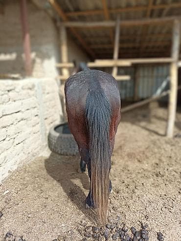 форма животных: Продаю | Конь (самец) | Рабочий — 3